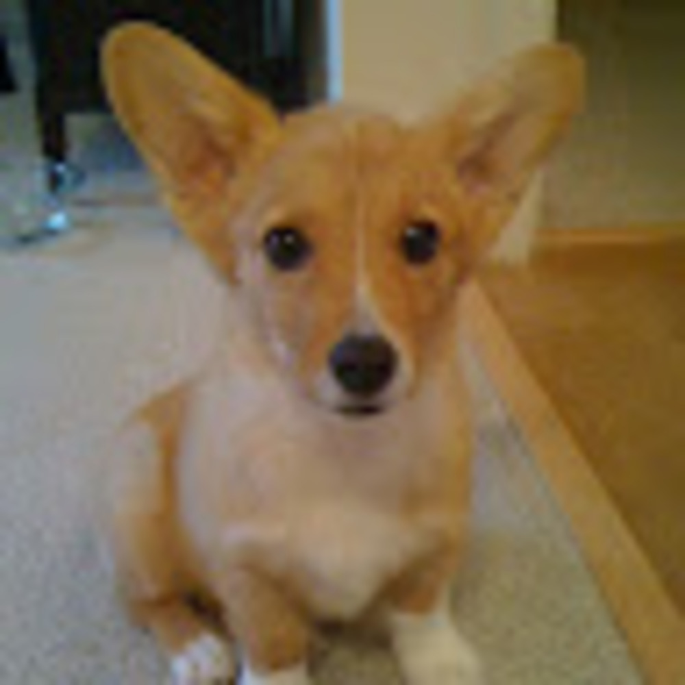 Meet your Posher, Kate